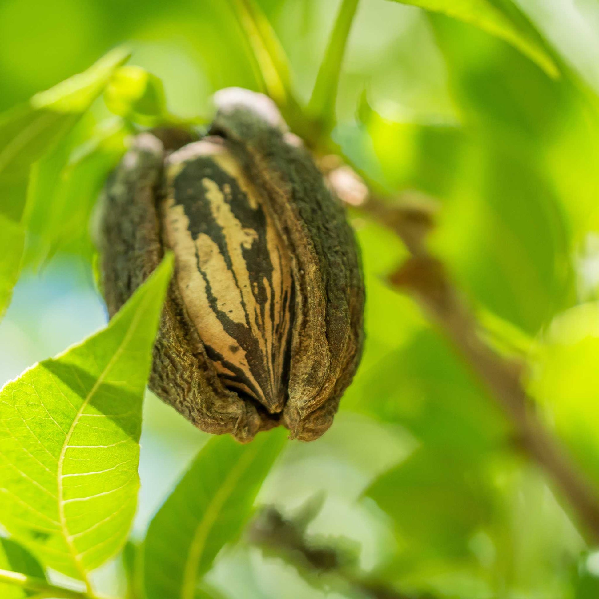 North Carolina Raw Bulk Pecans TFH Garden