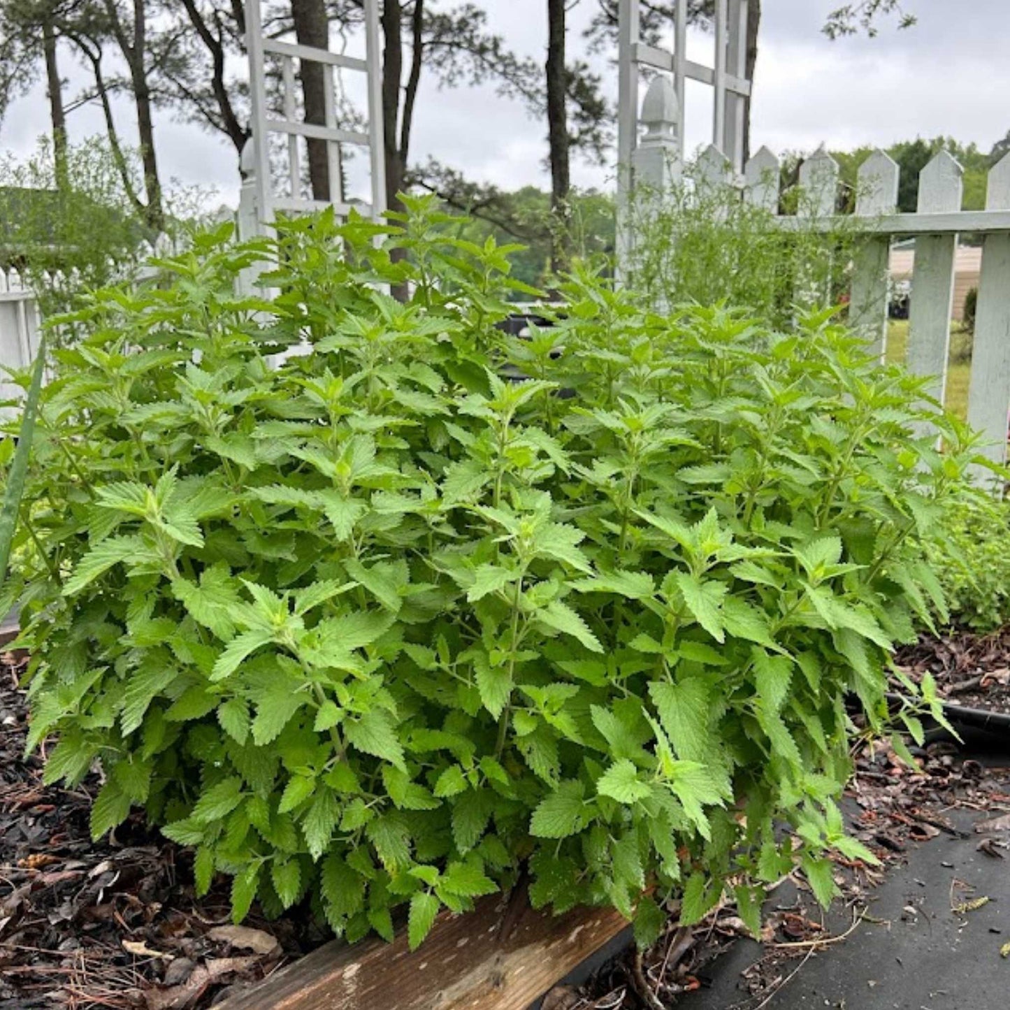 Organic Sun-dried Catnip TFH Garden