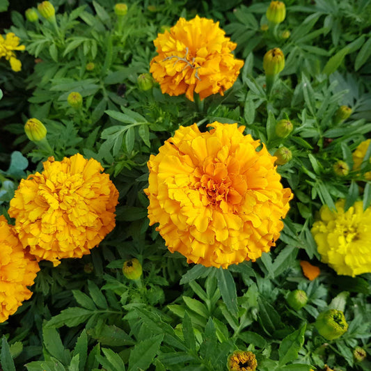 Petite Yellow and Orange Marigold Flower Seeds TFH Garden
