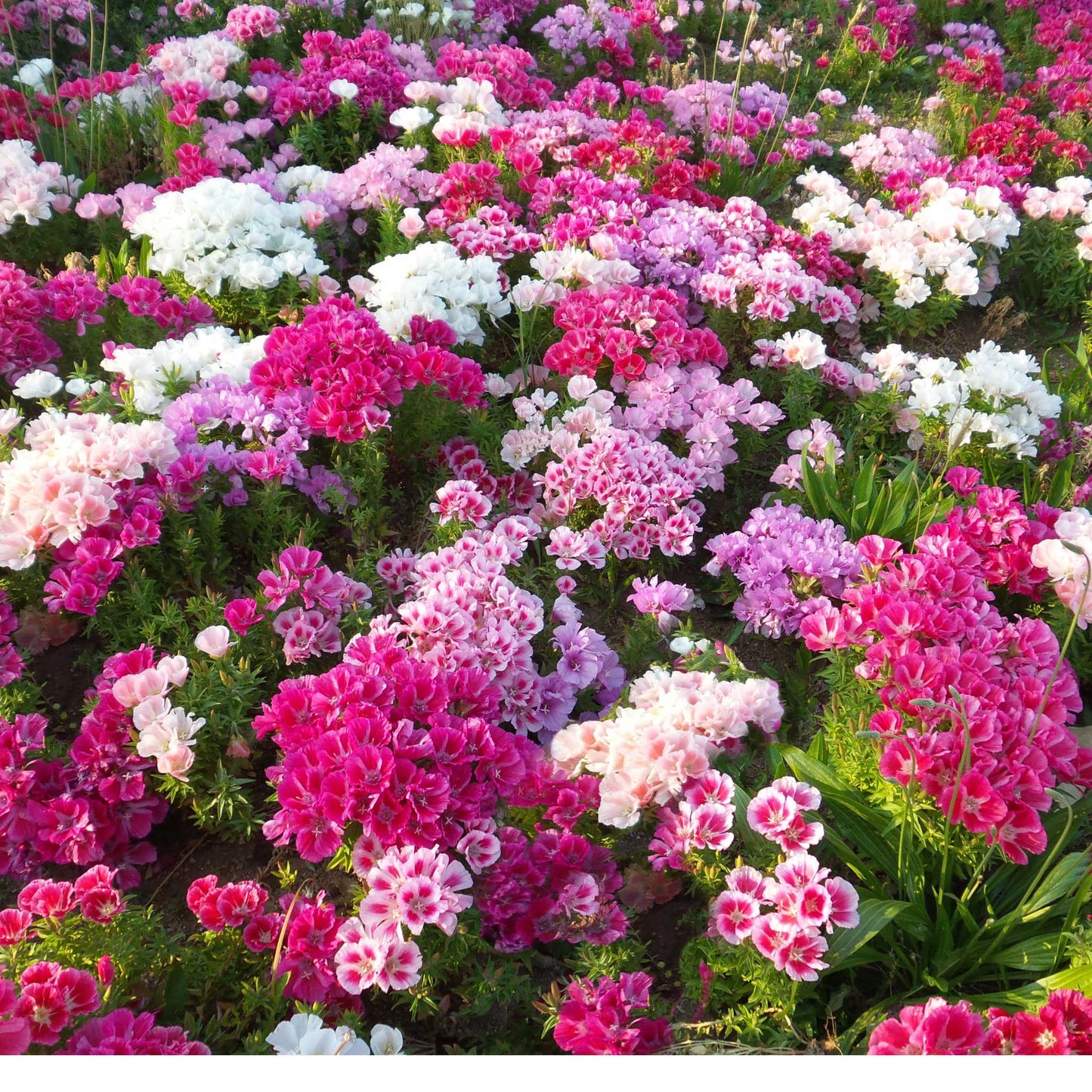 Sweet William Dianthus Flower Seed Mix TFH Garden
